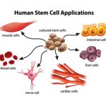 stem cells